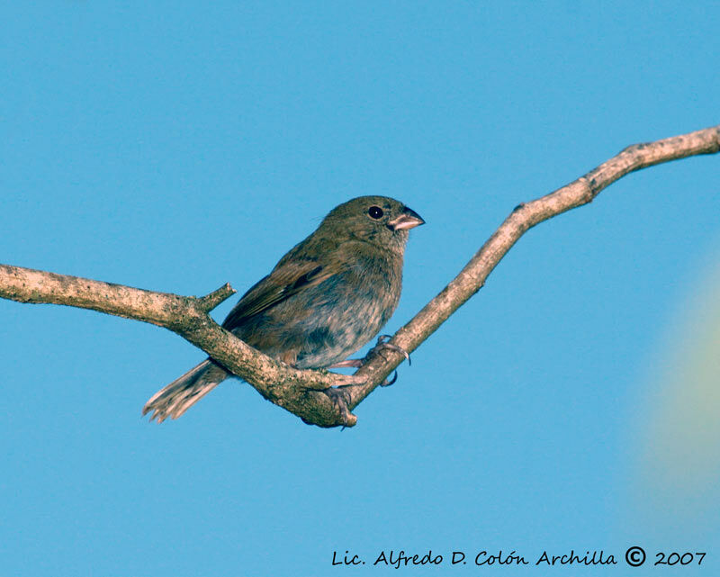 Black-faced Grassquit