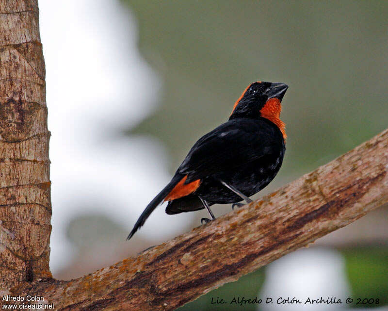 Puerto Rican Bullfinchadult