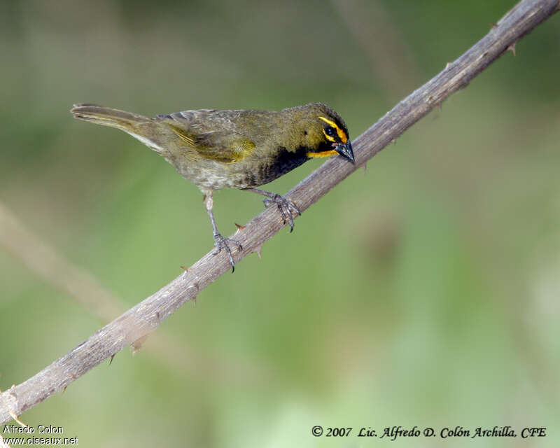 Yellow-faced Grassquit male adult, identification