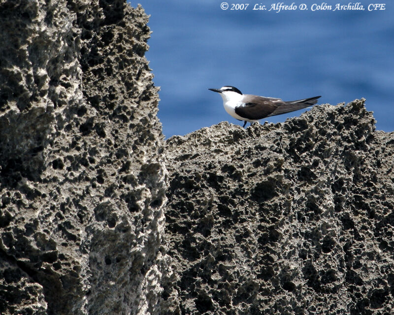 Bridled Tern