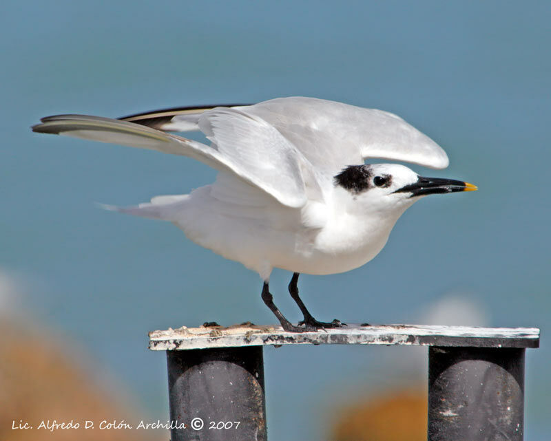 Sandwich Tern