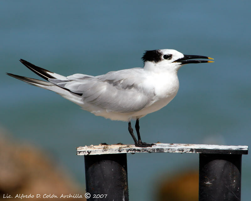 Sandwich Tern