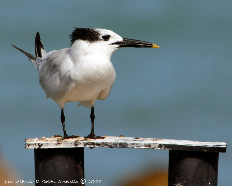 Sandwich Tern