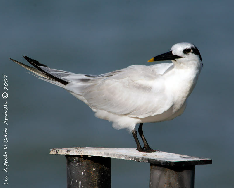 Sandwich Tern