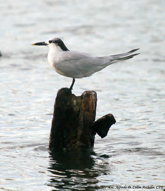 Sandwich Tern