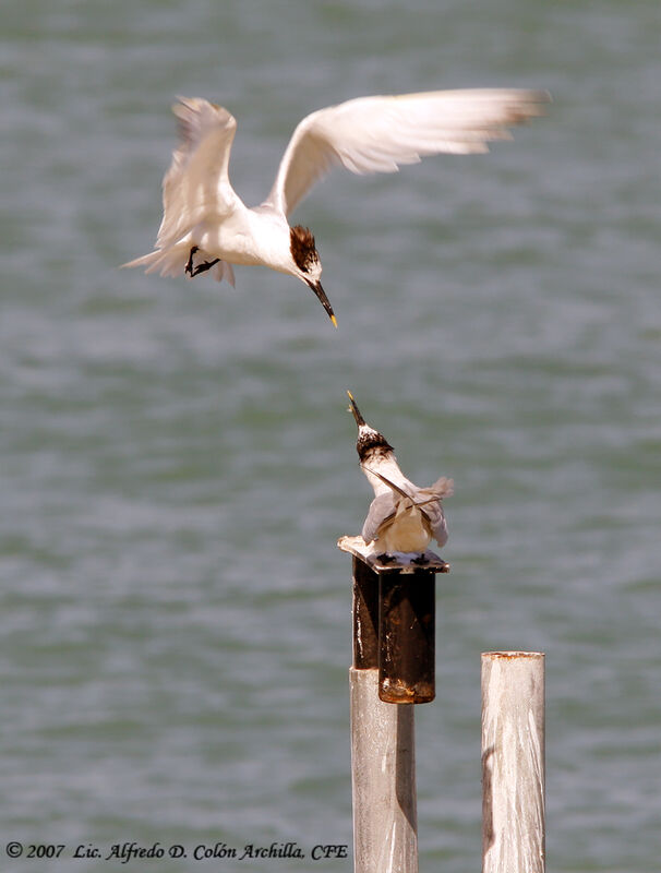 Sandwich Tern