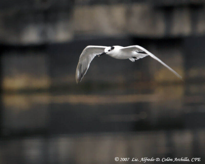 Sandwich Tern