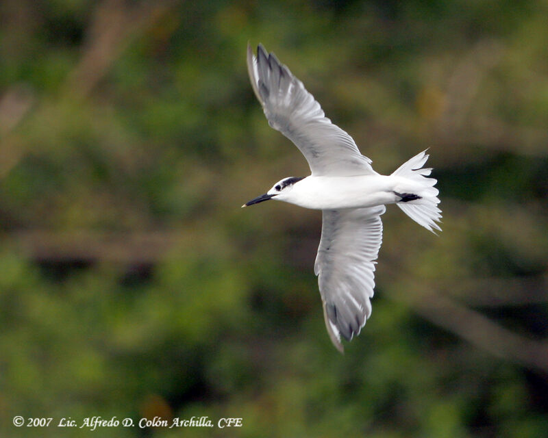 Sandwich Tern