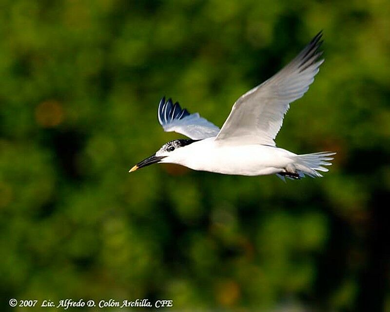 Sandwich Tern