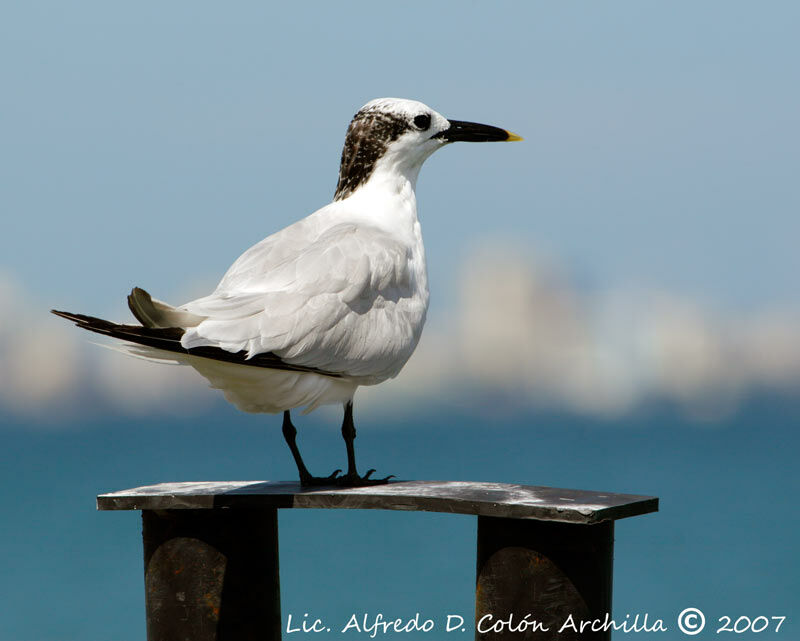 Sandwich Tern