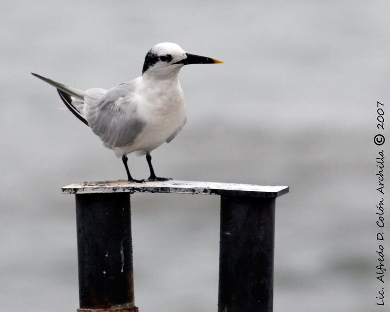 Sandwich Tern