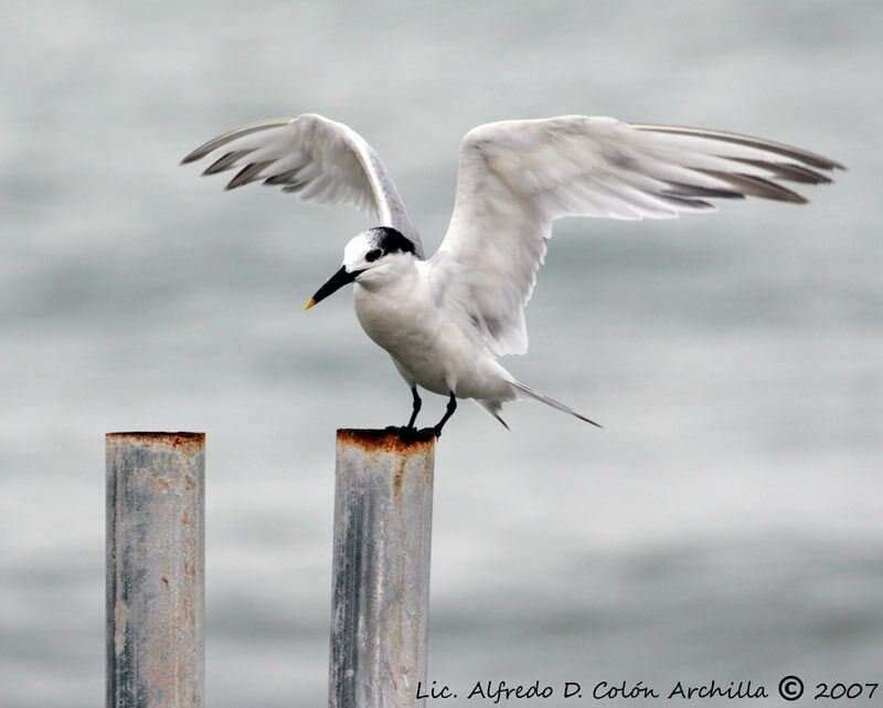 Sandwich Tern