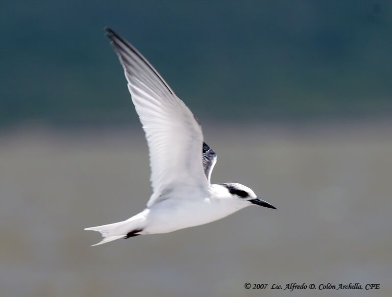 Gull-billed Ternadult breeding