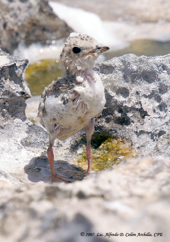 Gull-billed Ternjuvenile