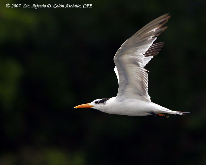 Royal Tern