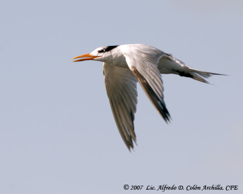 Royal Tern