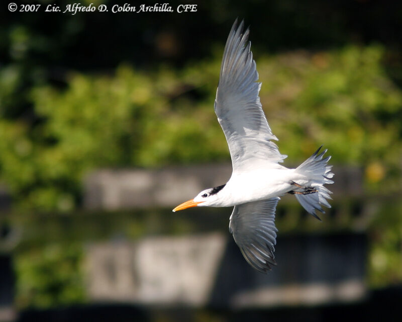 Royal Tern