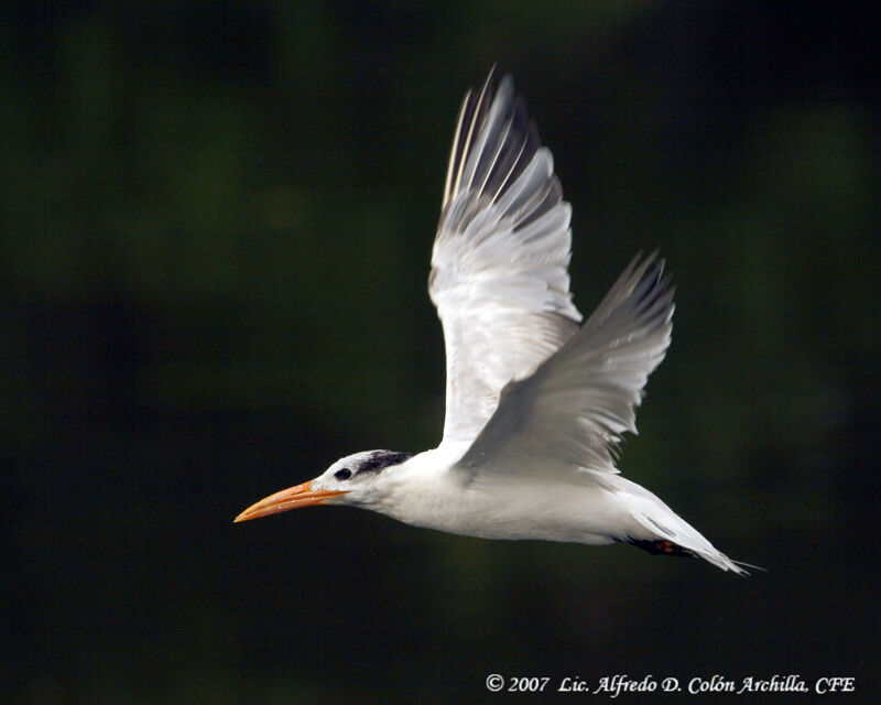 Royal Tern