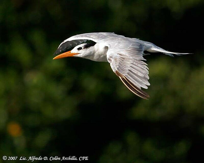 Royal Tern