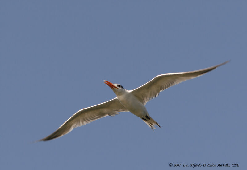 Royal Tern