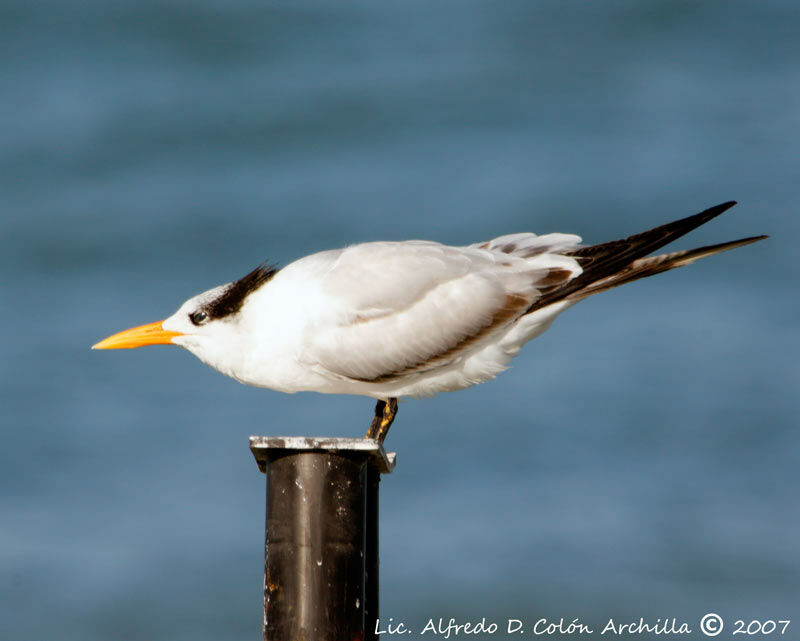 Royal Tern