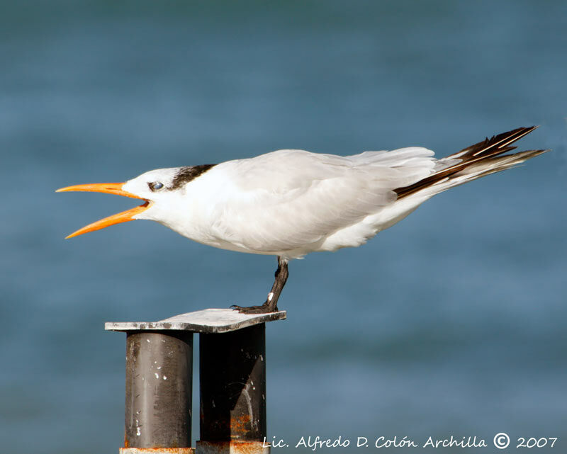 Royal Tern