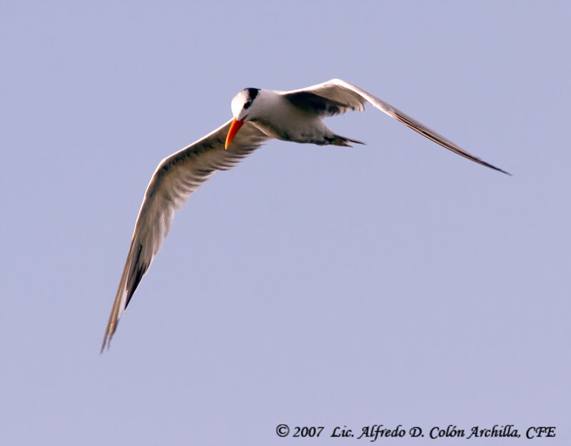 Royal Tern