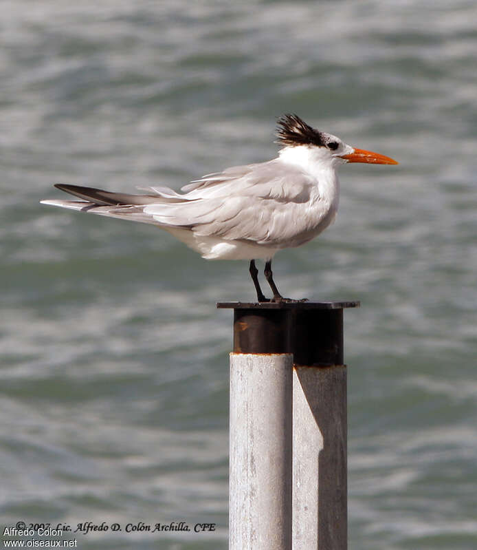 Royal Ternadult post breeding, identification