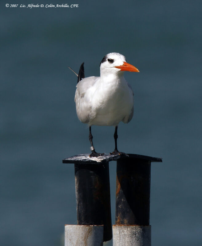 Royal Tern