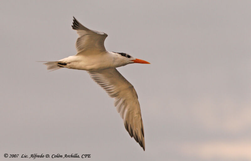 Royal Tern