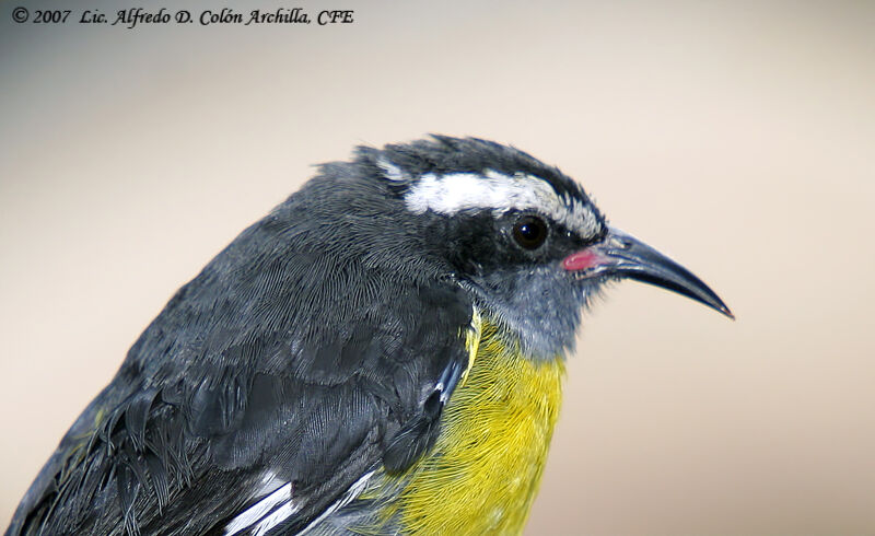 Sucrier à ventre jaune