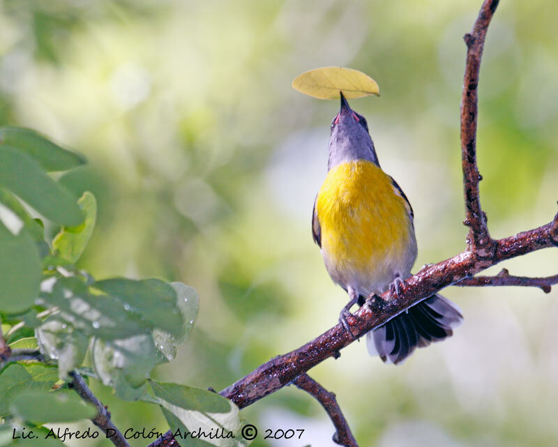 Bananaquit