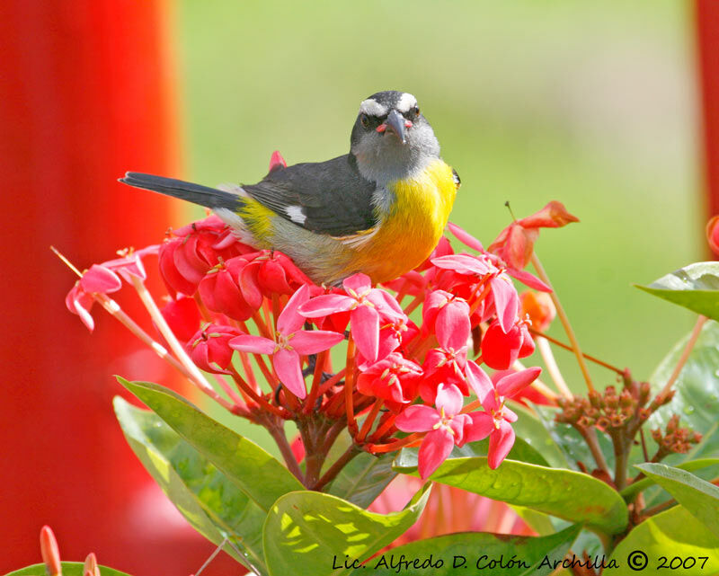 Bananaquit