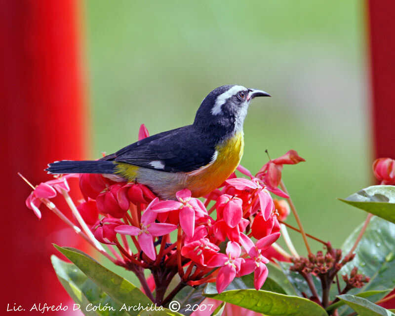 Bananaquit