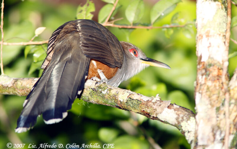 Puerto Rican Lizard Cuckoo