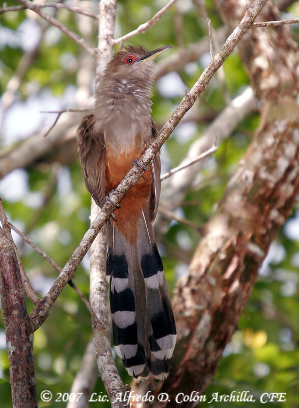 Tacco de Porto Rico