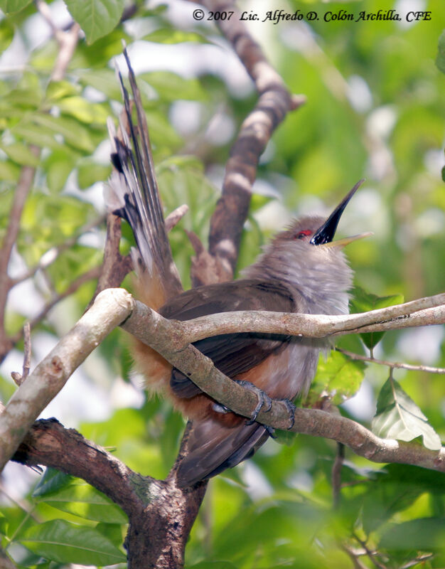 Puerto Rican Lizard Cuckoo