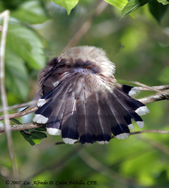 Tacco de Porto Rico