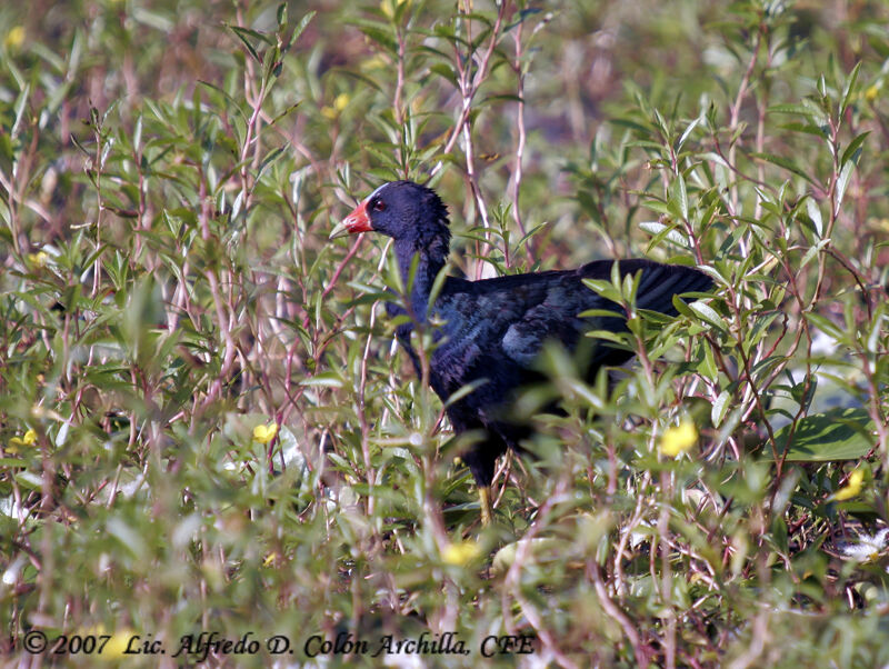 Purple Gallinule