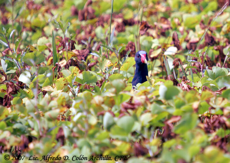 Purple Gallinule