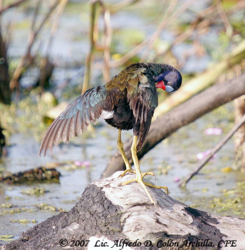 Purple Gallinule