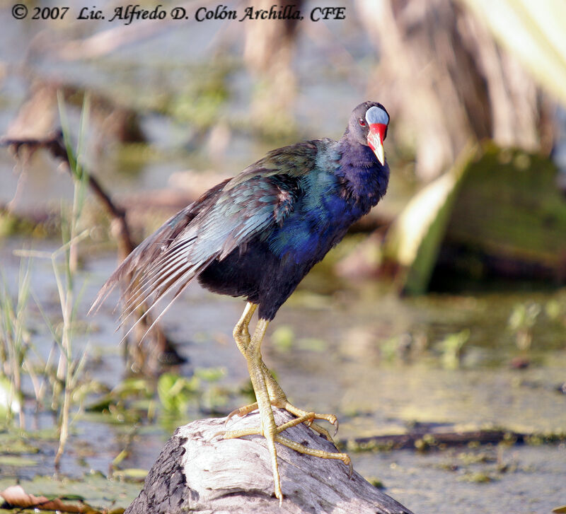 Purple Gallinule