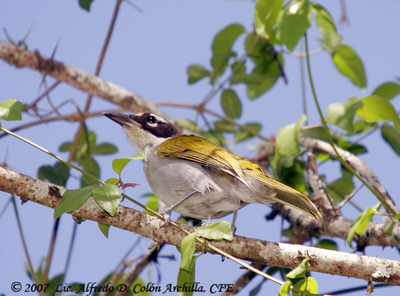 Black-crowned Palm-tanager