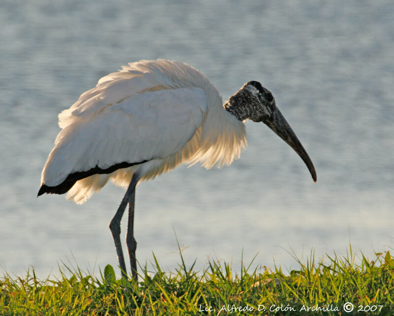 Wood Stork