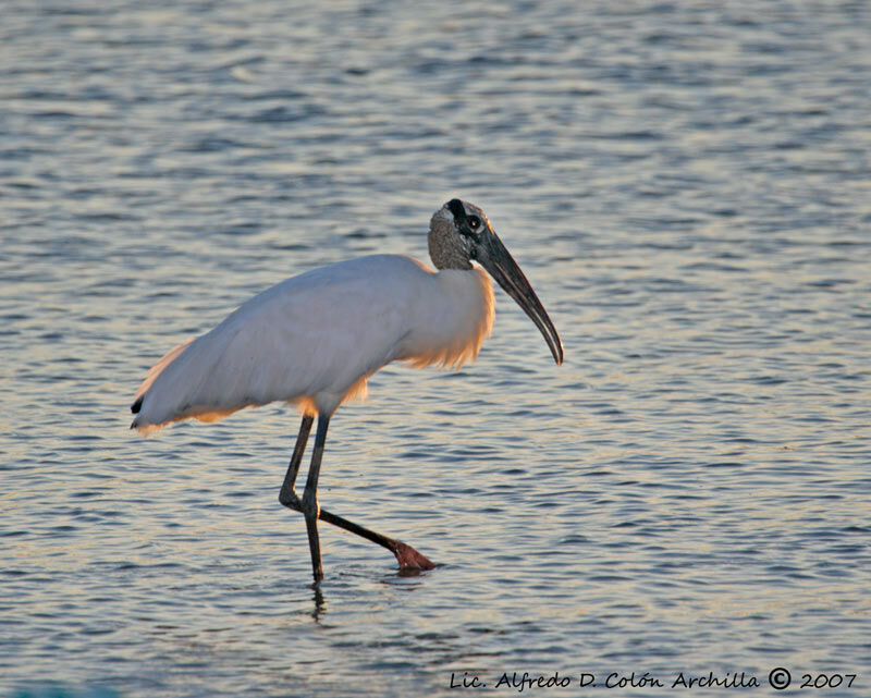 Wood Stork