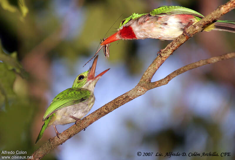 Broad-billed Tody, Reproduction-nesting