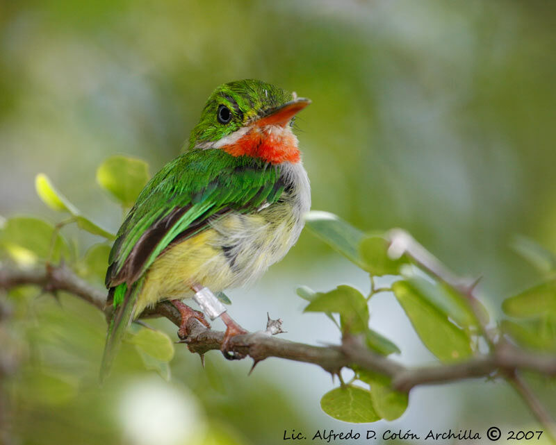 Puerto Rican Tody