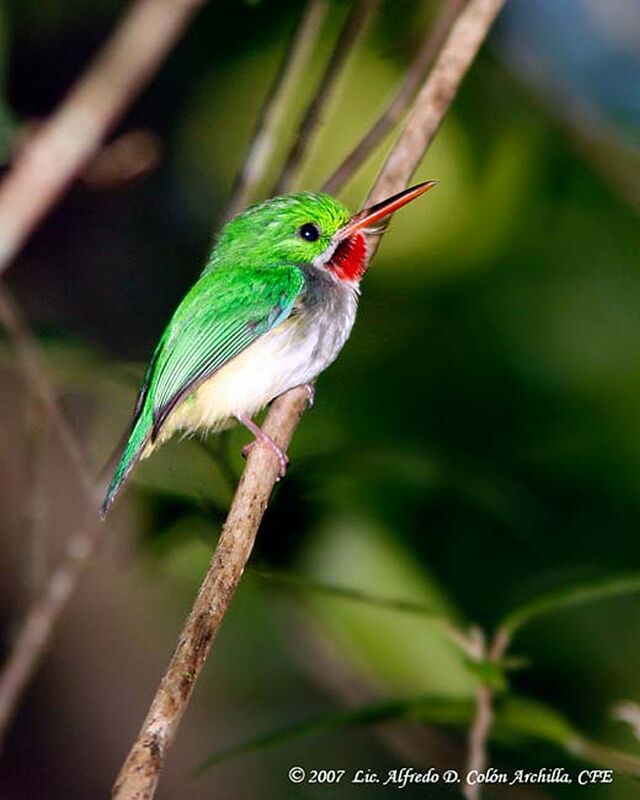 Puerto Rican Tody