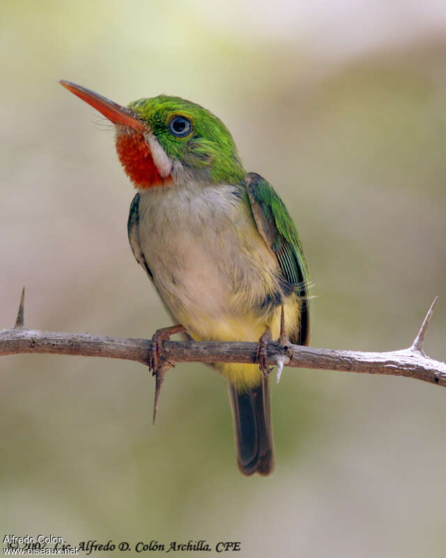 Puerto Rican Tody female adult, identification