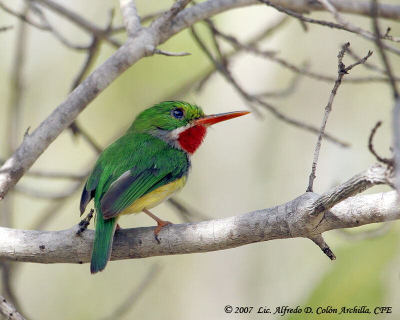 Puerto Rican Tody